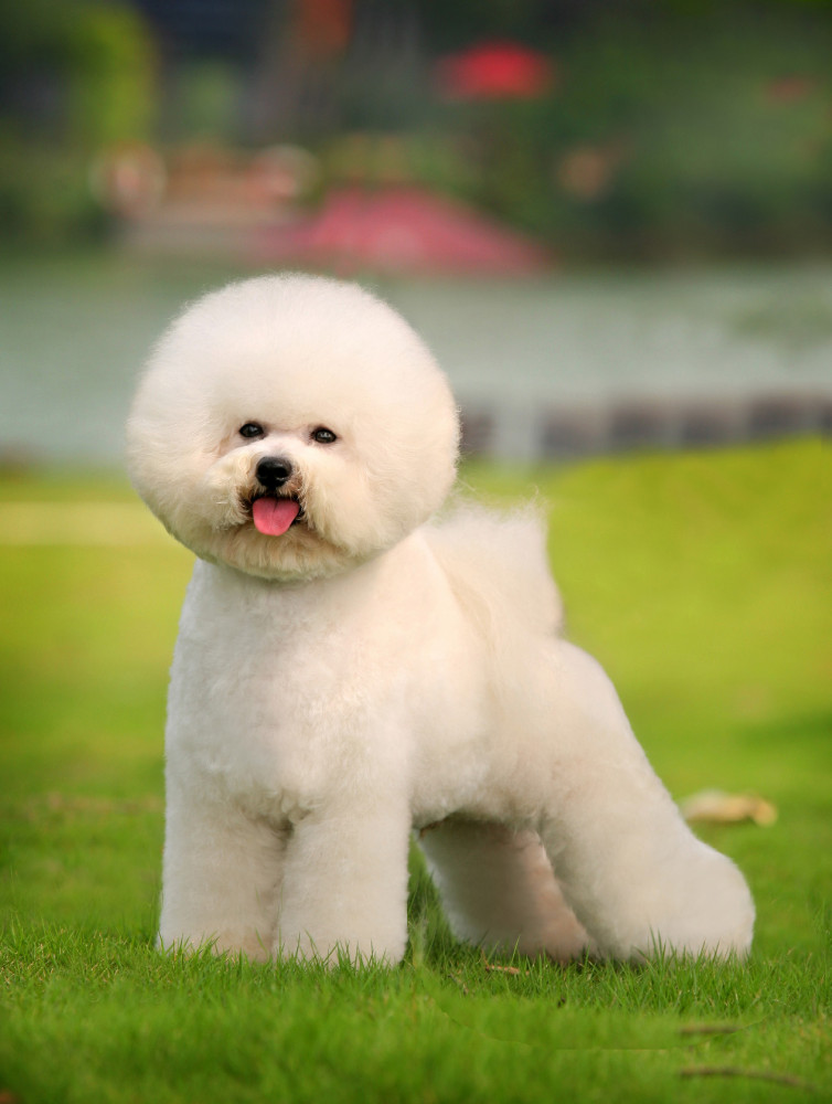 bichon frisé